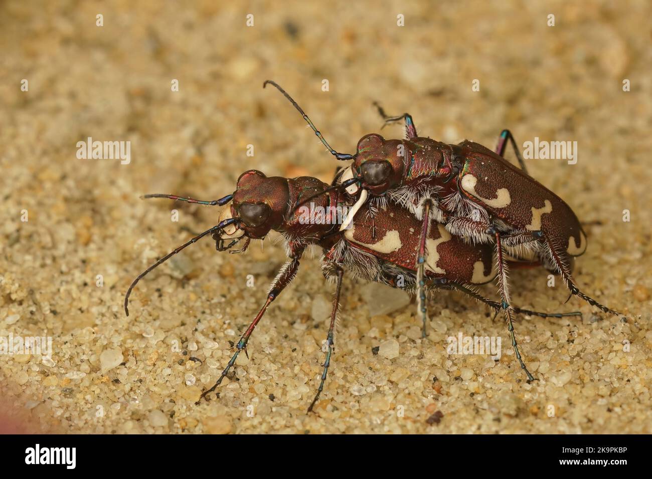 Detailed closeup shot a mating of a male and female Northern dune tiger beetle, Cicindela hybrida Stock Photo