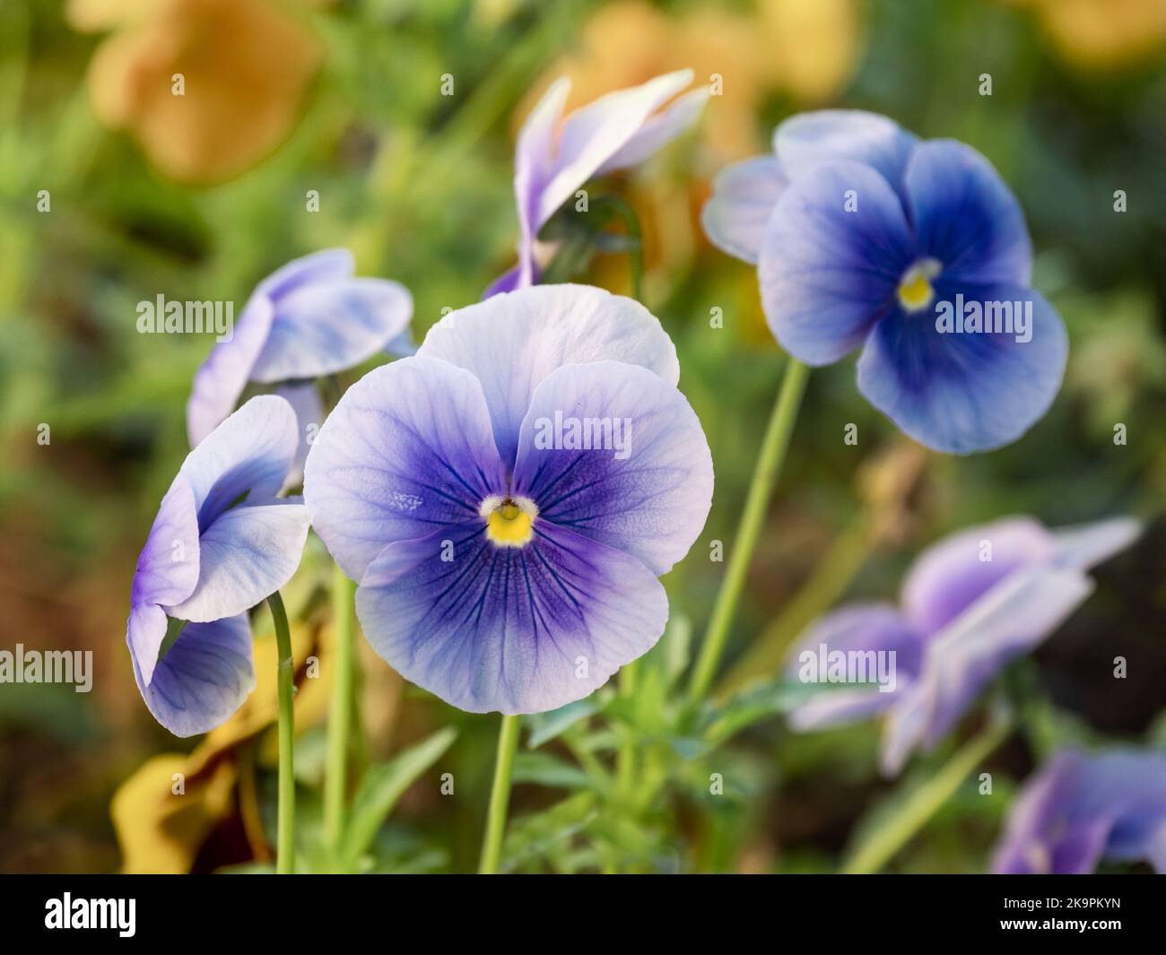 Blooming Viola tricolor, also known as wild pansy, Johnny Jump up, heartsease, heart's delight, tickle-my-fancy, Jack-jump-up-and-kiss-me. Stock Photo