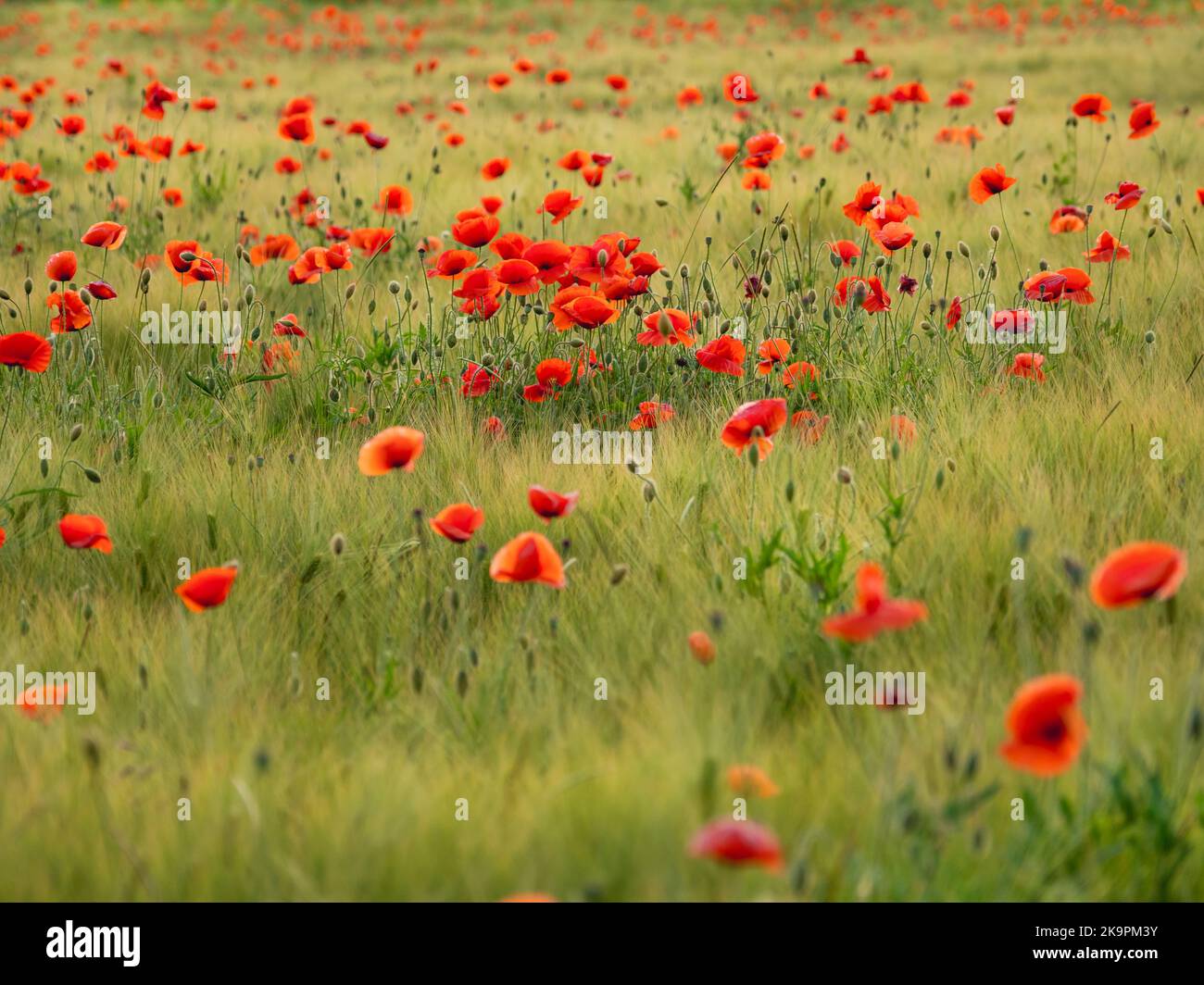 Red poppy flowers on field of rye. Green plants with red buds. Beautiful and fragile flowers at summer. Stock Photo
