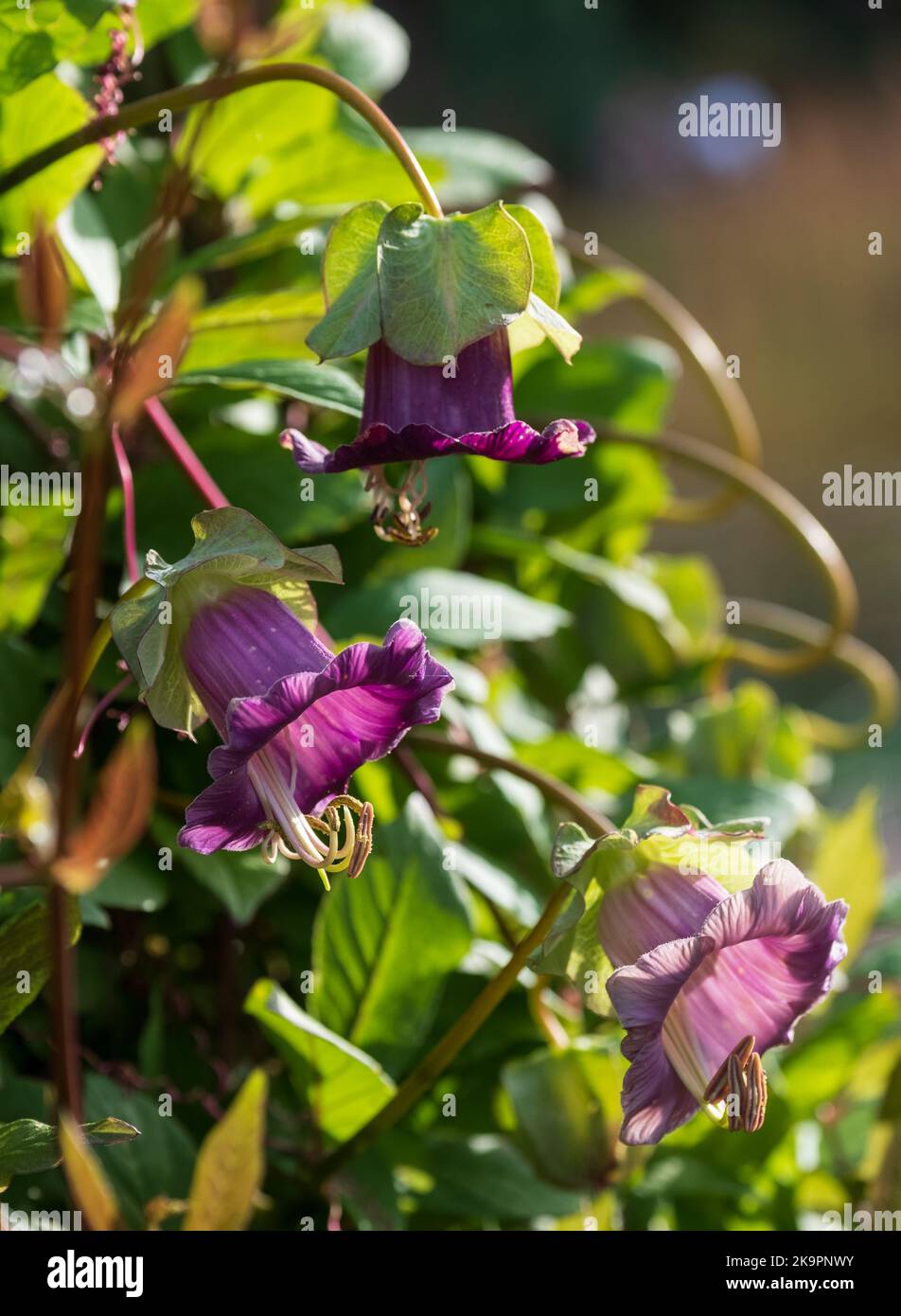 Cobaea Scandens, Cathedral Bell flowers, climbing plant native to tropical America, photographed in autumn at Wisley, Surrey UK. Stock Photo