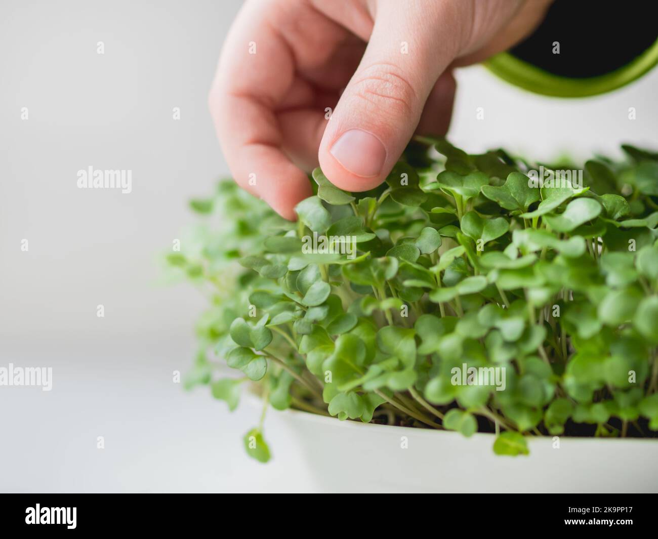 Little kid is touching micro greens. Growing micro plants at home for health or vegan nutrition. Seed germination at home. Stock Photo