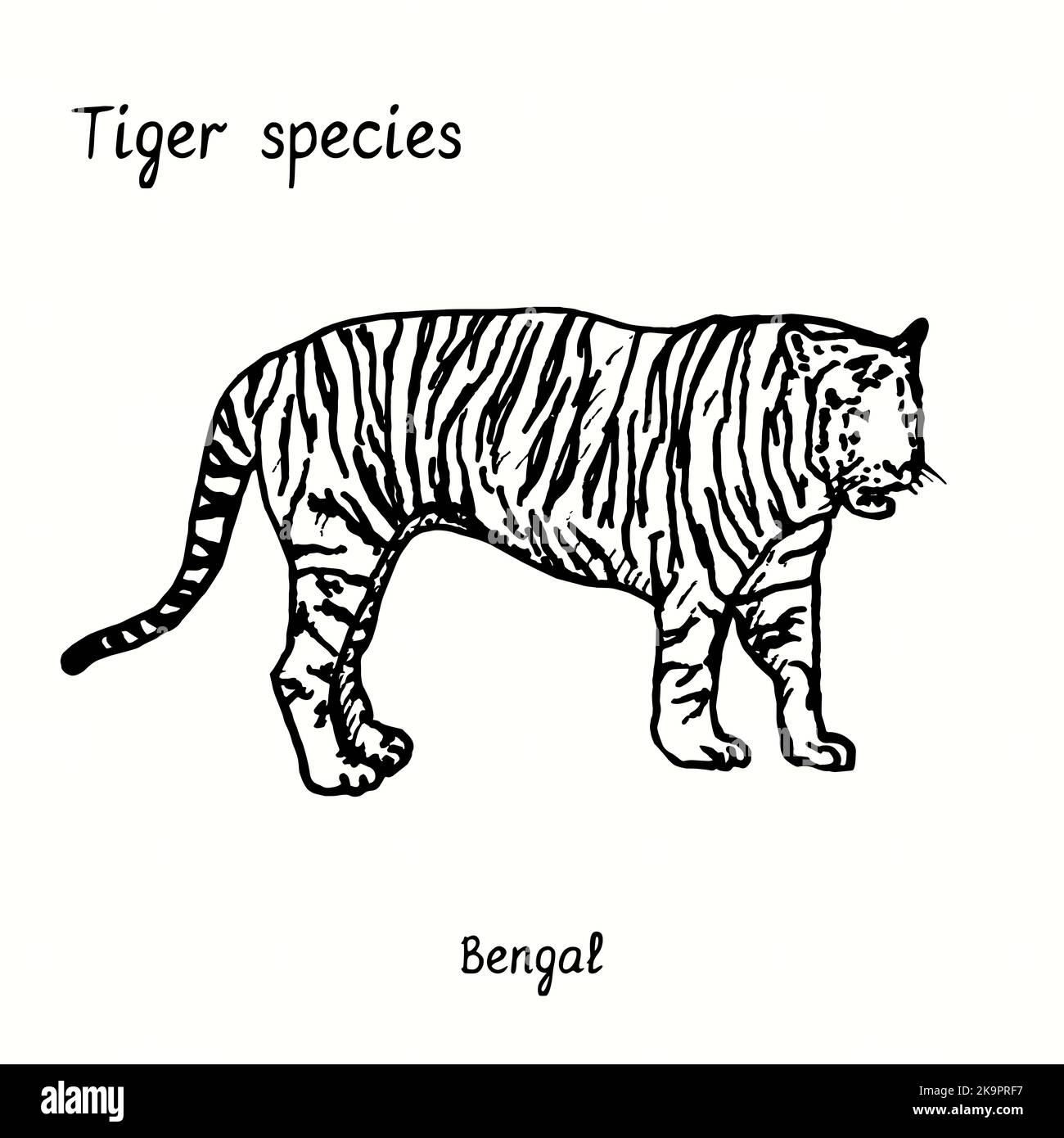 Sumatran Tiger Coloring Page  Get Coloring Pages