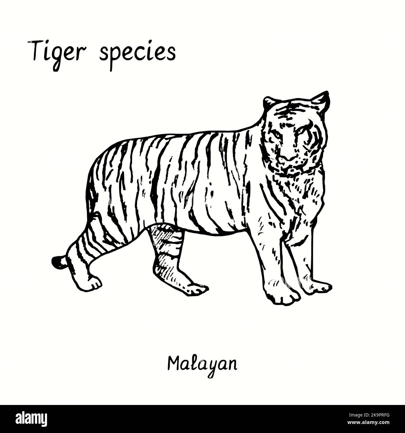 Tiger species collection, standing side view, Malayan. Ink black and white doodle drawing. Stock Photo
