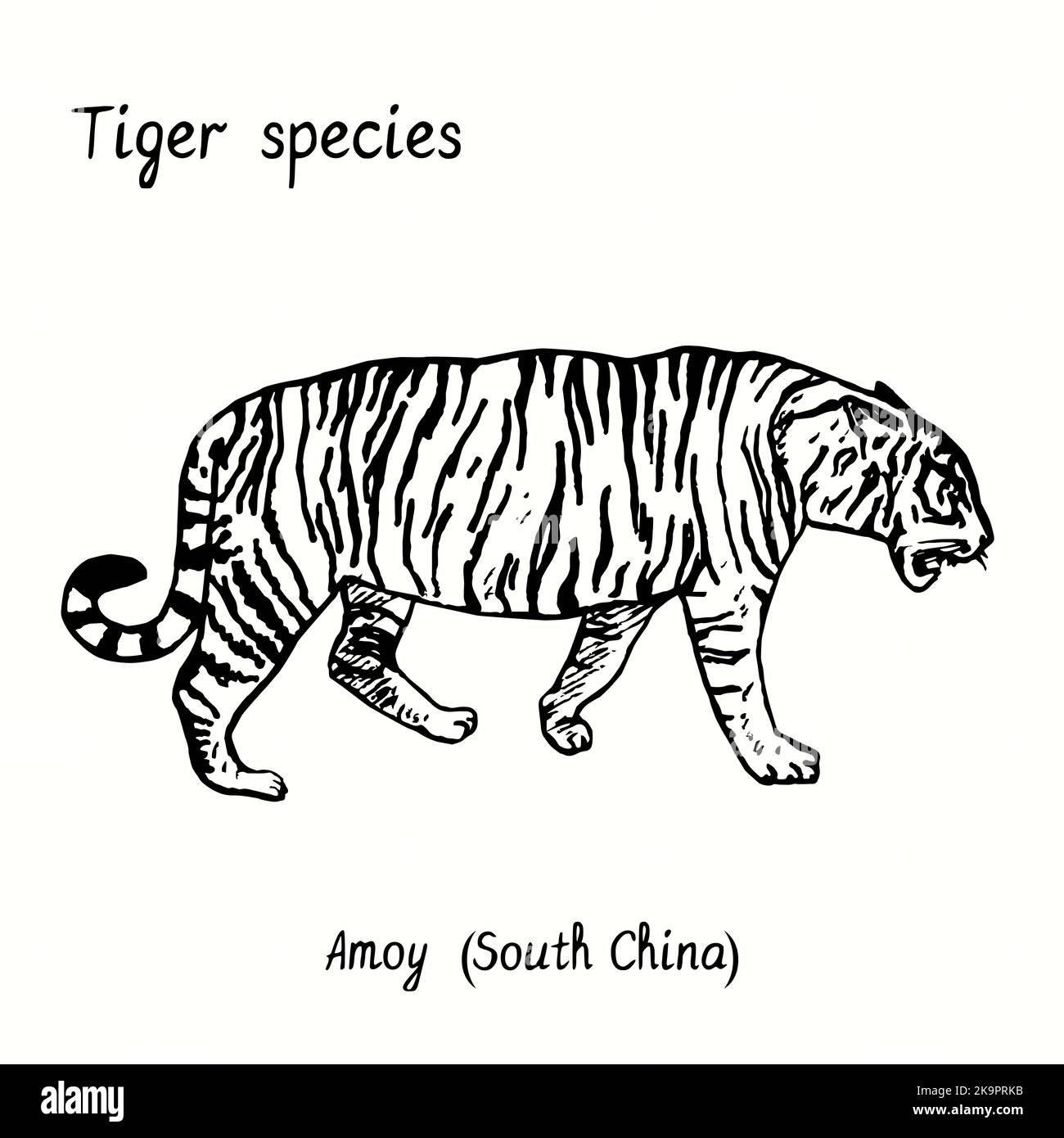 Tiger species collection, standing side view, Amoy (South China). Ink black and white doodle drawing. Stock Photo