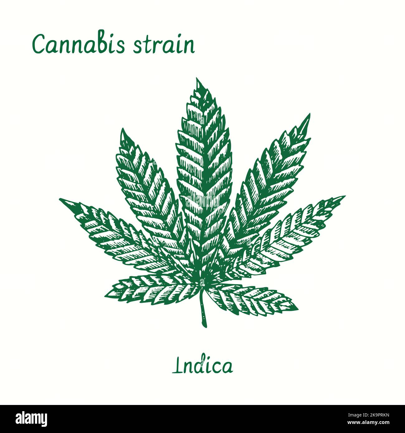 Cannabis strain. Indica. Ink black and white doodle drawing. Stock Photo