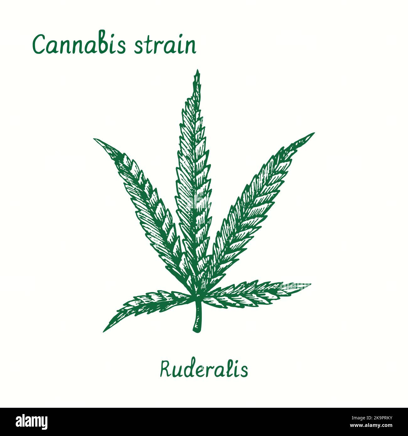 Cannabis strain. Ruderalis. Ink black and white doodle drawing. Stock Photo