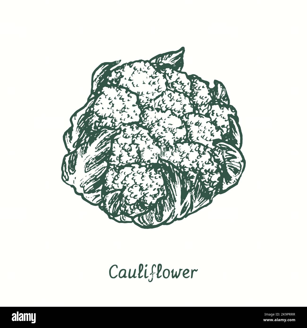 Cauliflower.  Ink black and white doodle drawing in woodcut style Stock Photo