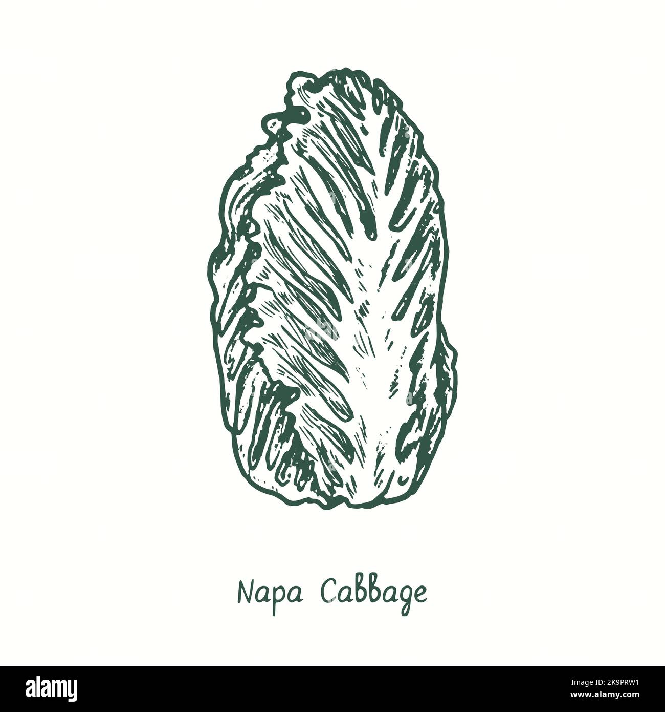 Napa Cabbage.  Ink black and white doodle drawing in woodcut style Stock Photo