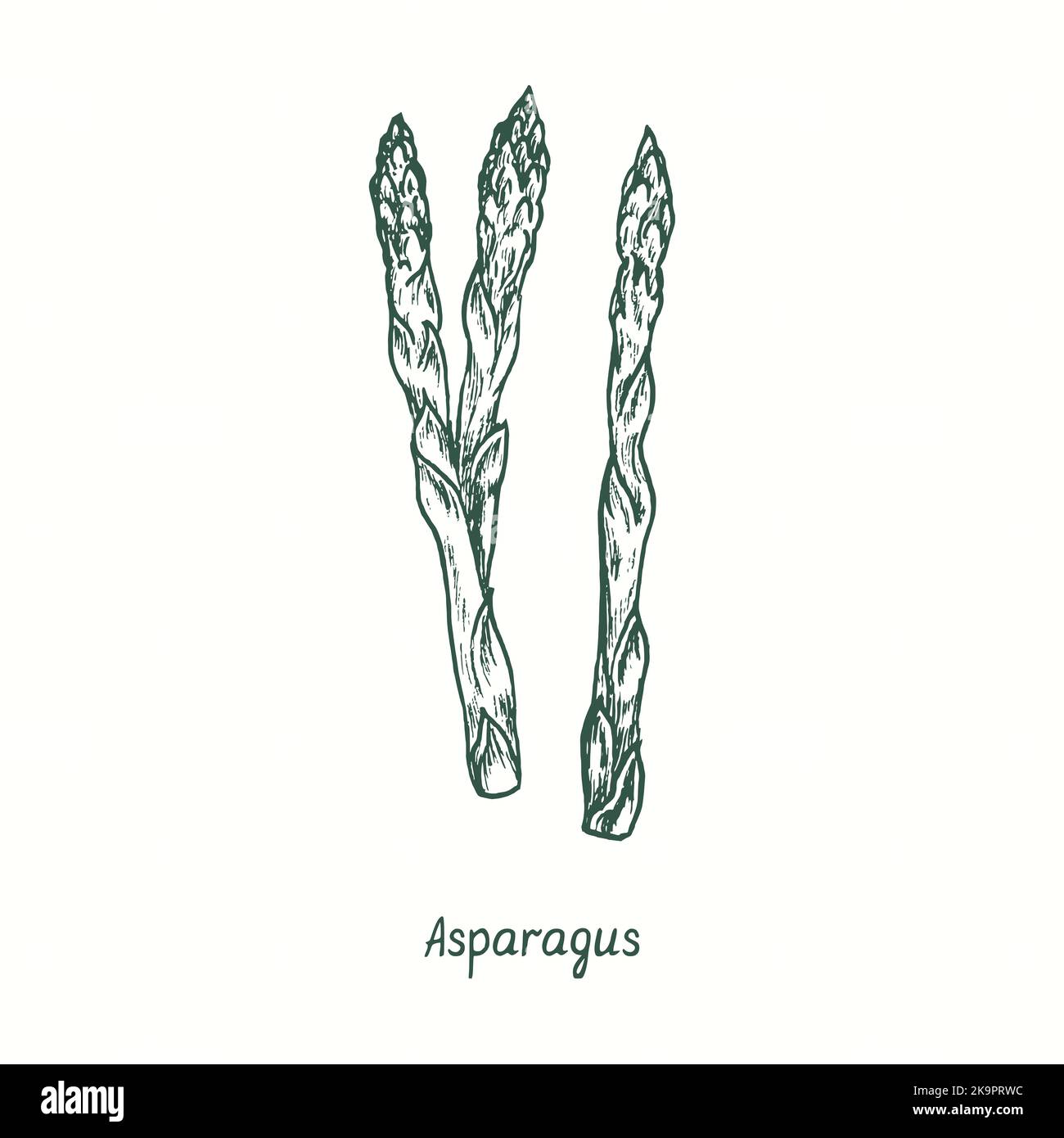 Asparagus.  Ink black and white doodle drawing in woodcut style Stock Photo