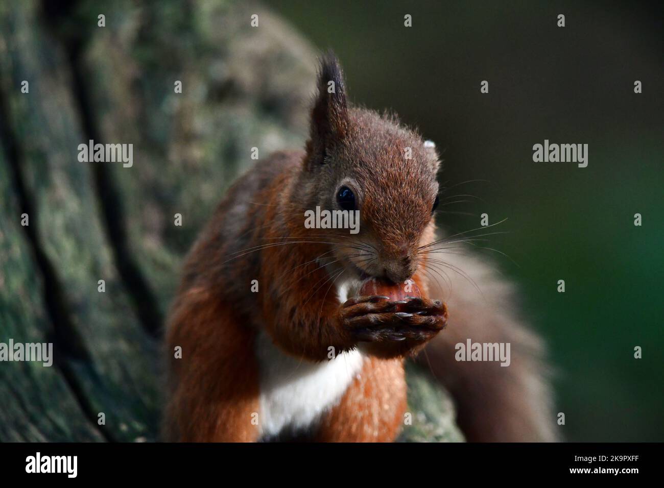 Scottish red squirrel (Sciurus vulgaris Stock Photo - Alamy