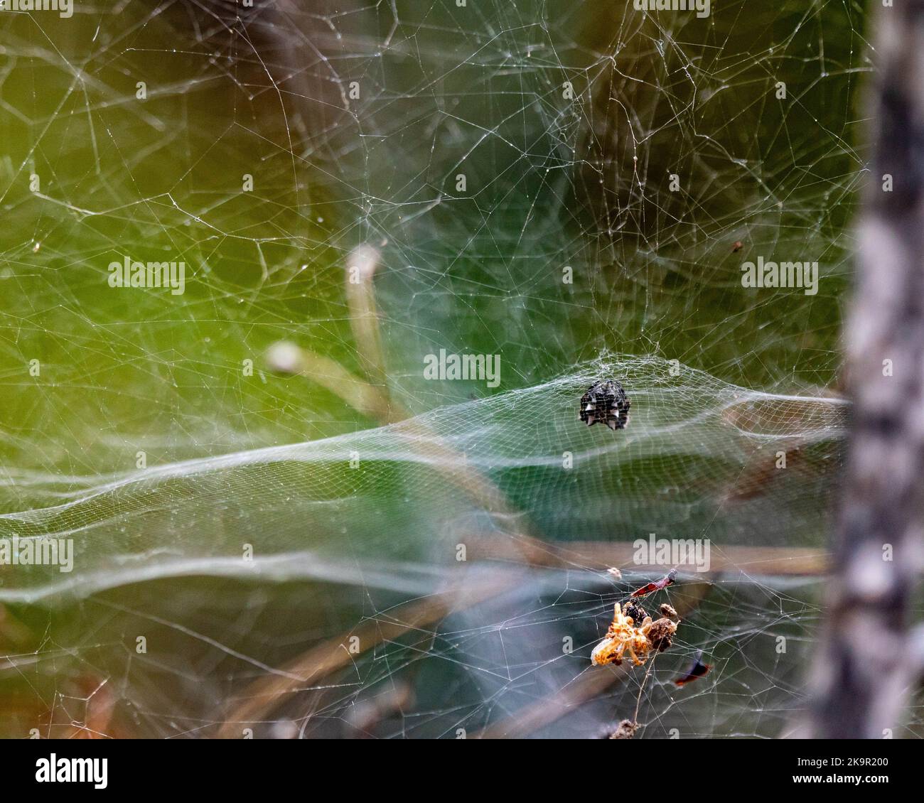 There is a huge web from and spider and lot of stuff all over the place Stock Photo