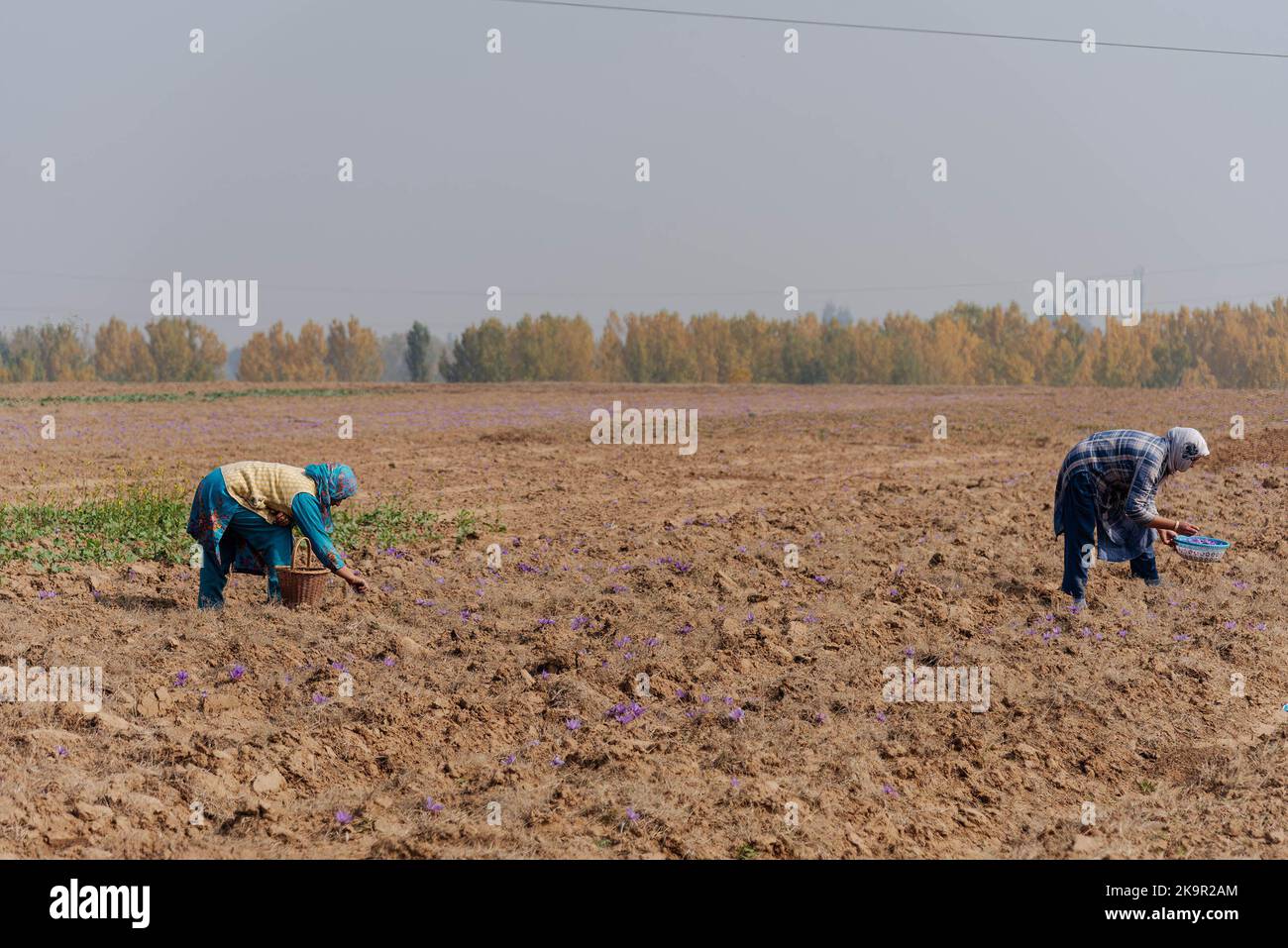 Kashmiri flower hires stock photography and images Alamy