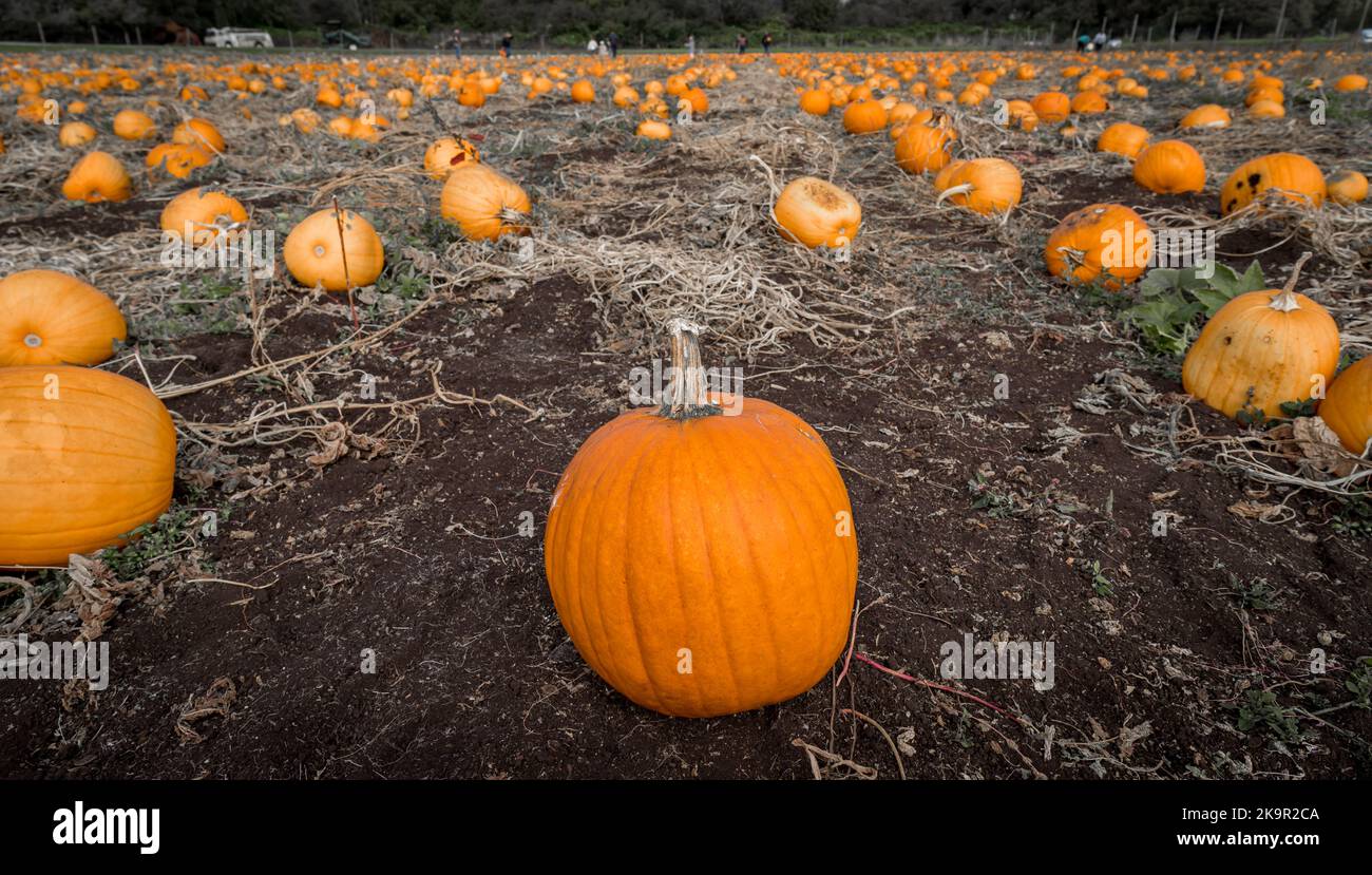 A field full of pumpkins in Canada waiting to be picked for Halloween ...