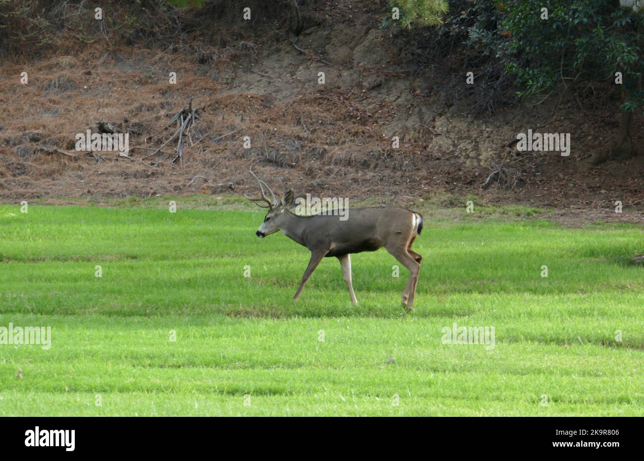 Los Angeles, California, USA 28th October 2022 Deer at Forest Lawn