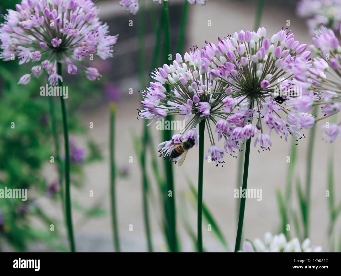 Bee on ornamental garden plant, big round violet flowers against green background, decorative persian onion, purple chives flower. Blooming purple orn Stock Photo