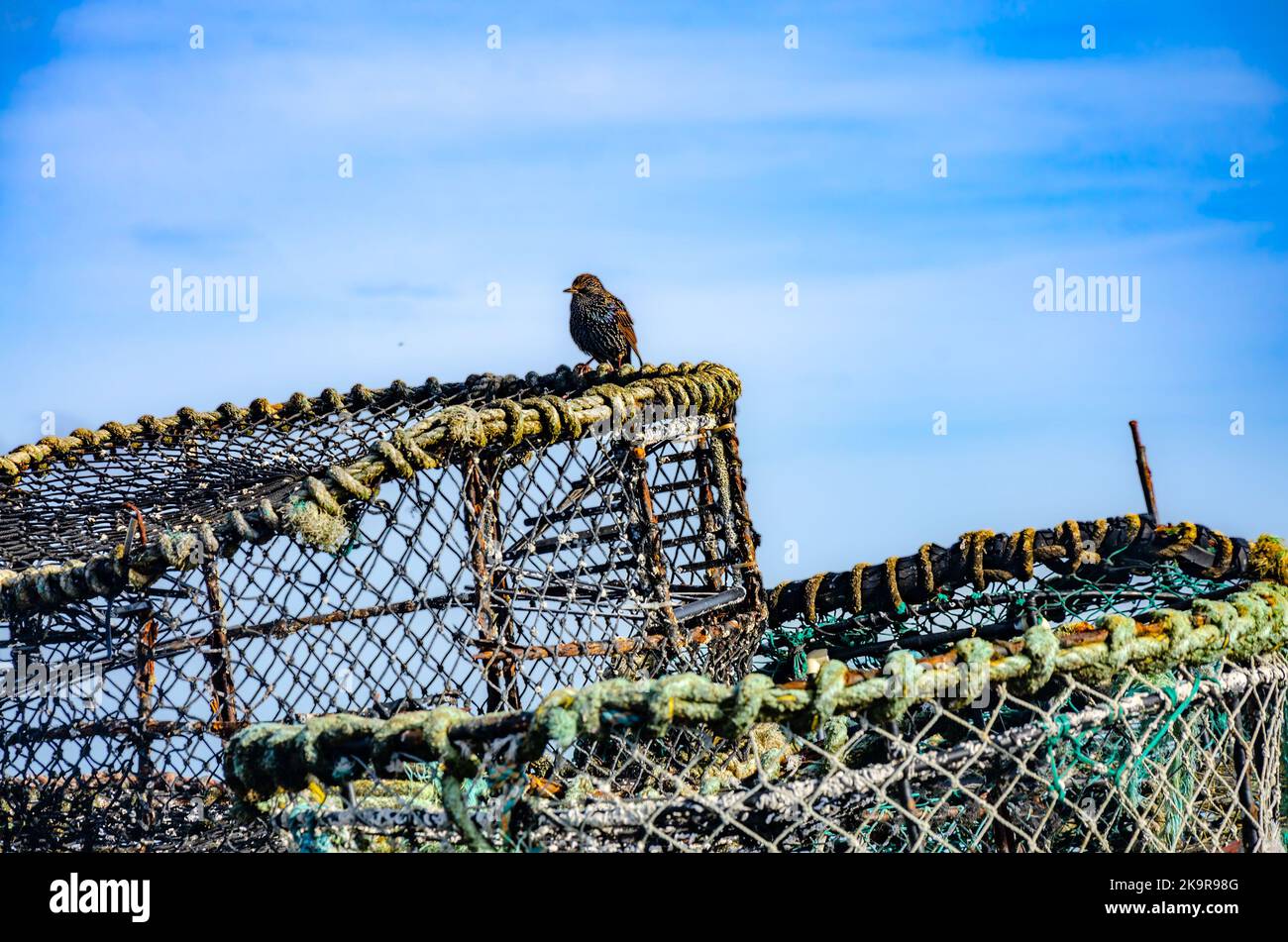 Mudeford crabbing hi-res stock photography and images - Alamy