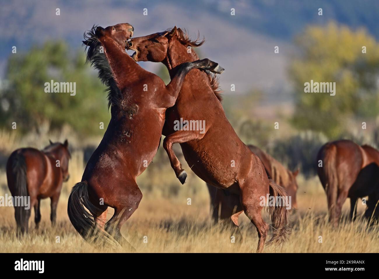 Wild Horse Fighting - Washoe Lake, Nevada Stock Photo