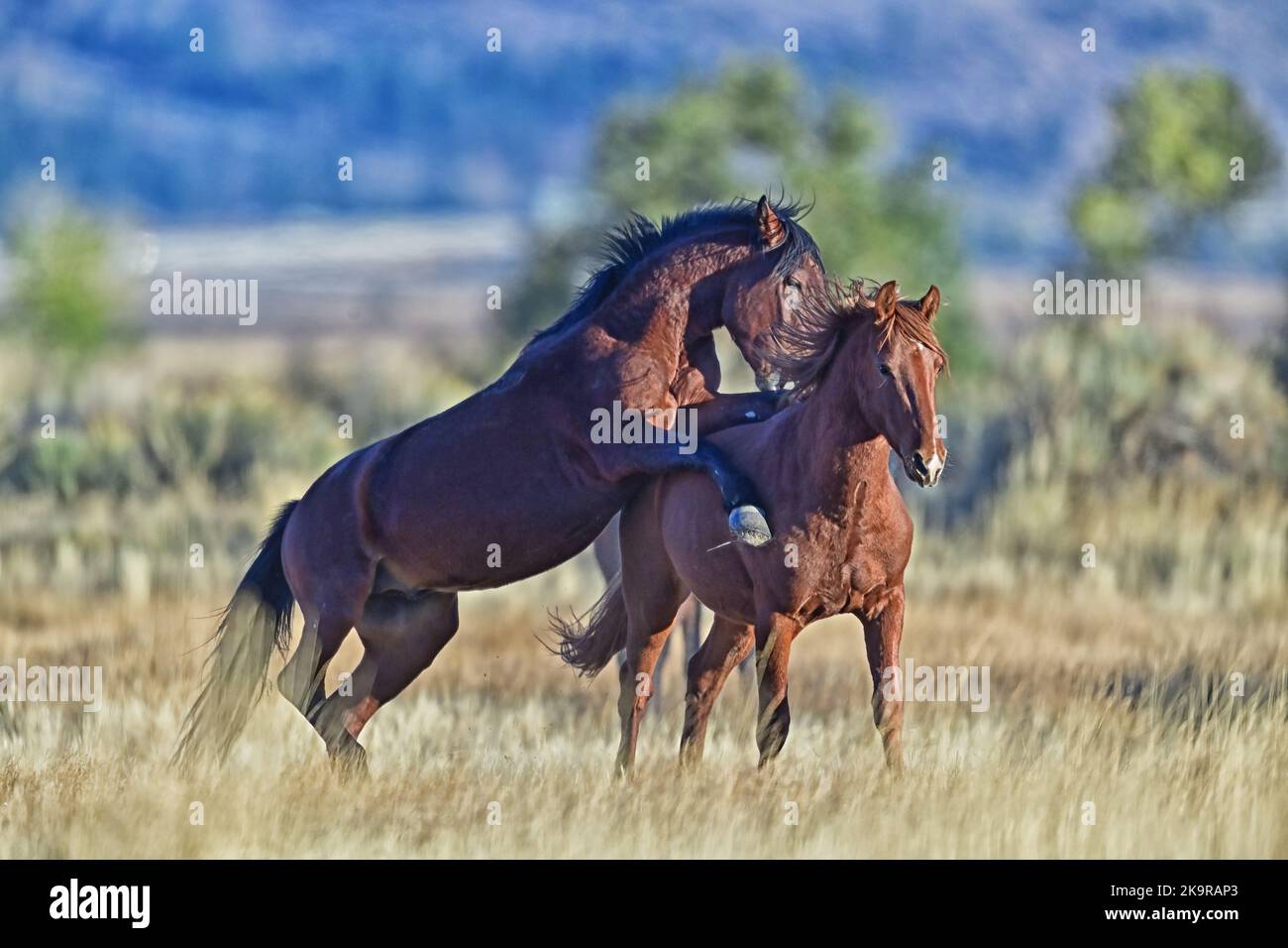 Wild Horse Fighting - Washoe Lake, Nevada Stock Photo
