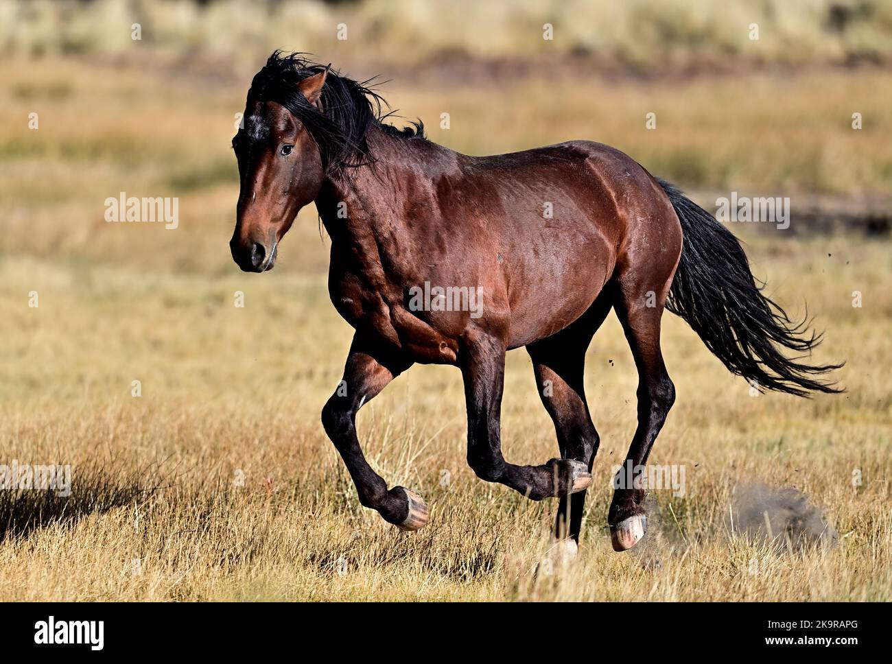 Stallion Galloping - Washoe Lake, Nevada Stock Photo