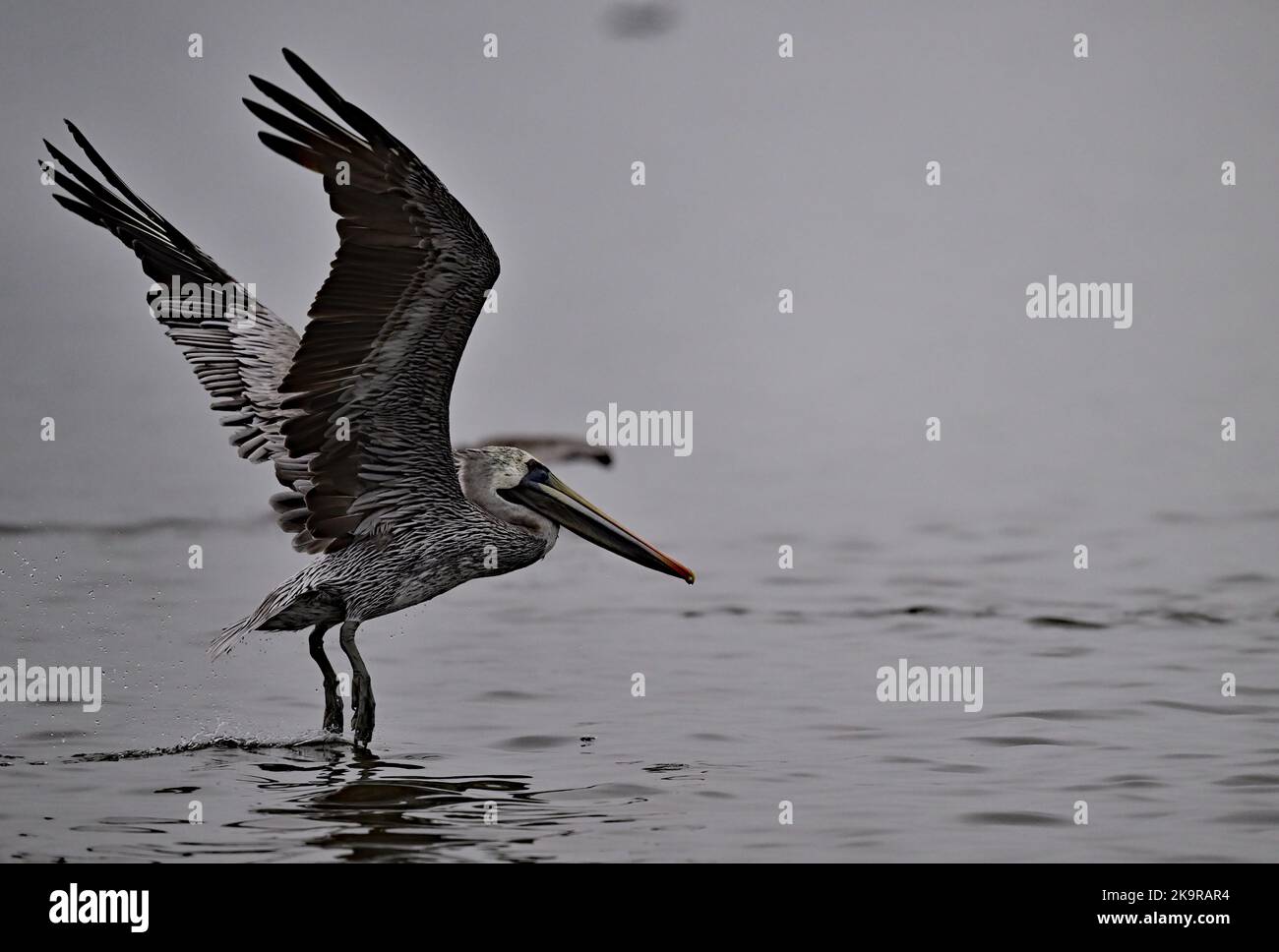 California Brown Pelican Lifting off from water Stock Photo