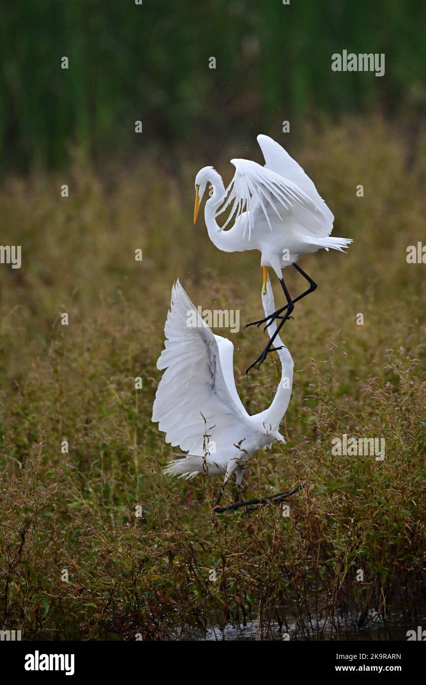 Great Egrets - Territorial Fight Stock Photo