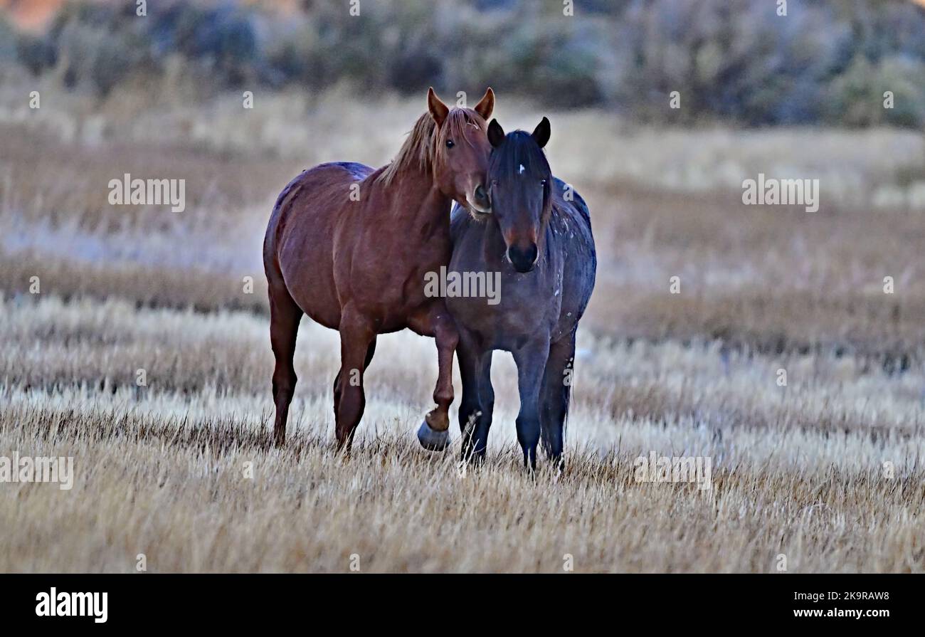 Wild Horse in Action - Washoe Lake, Nevada Stock Photo