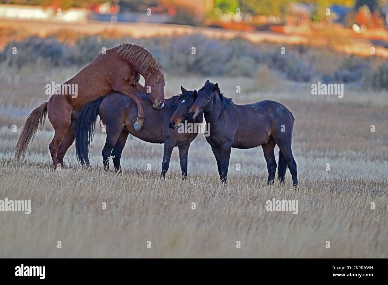Awesome Threesome Horse Sex - Washoe Lake, Nevada Stock Photo