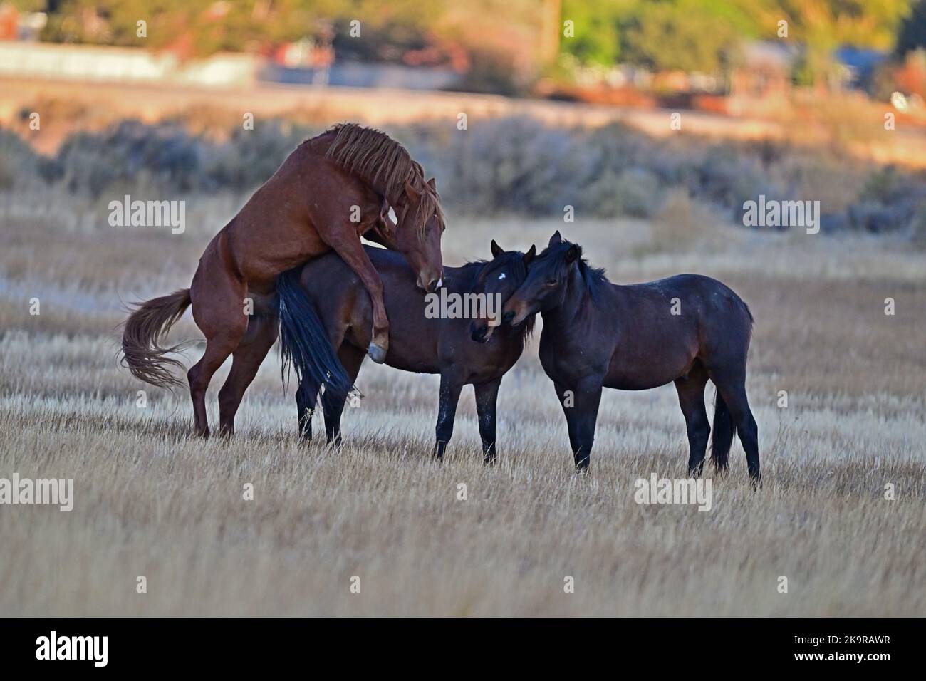 Awesome Threesome Horse Sex - Washoe Lake, Nevada Stock Photo