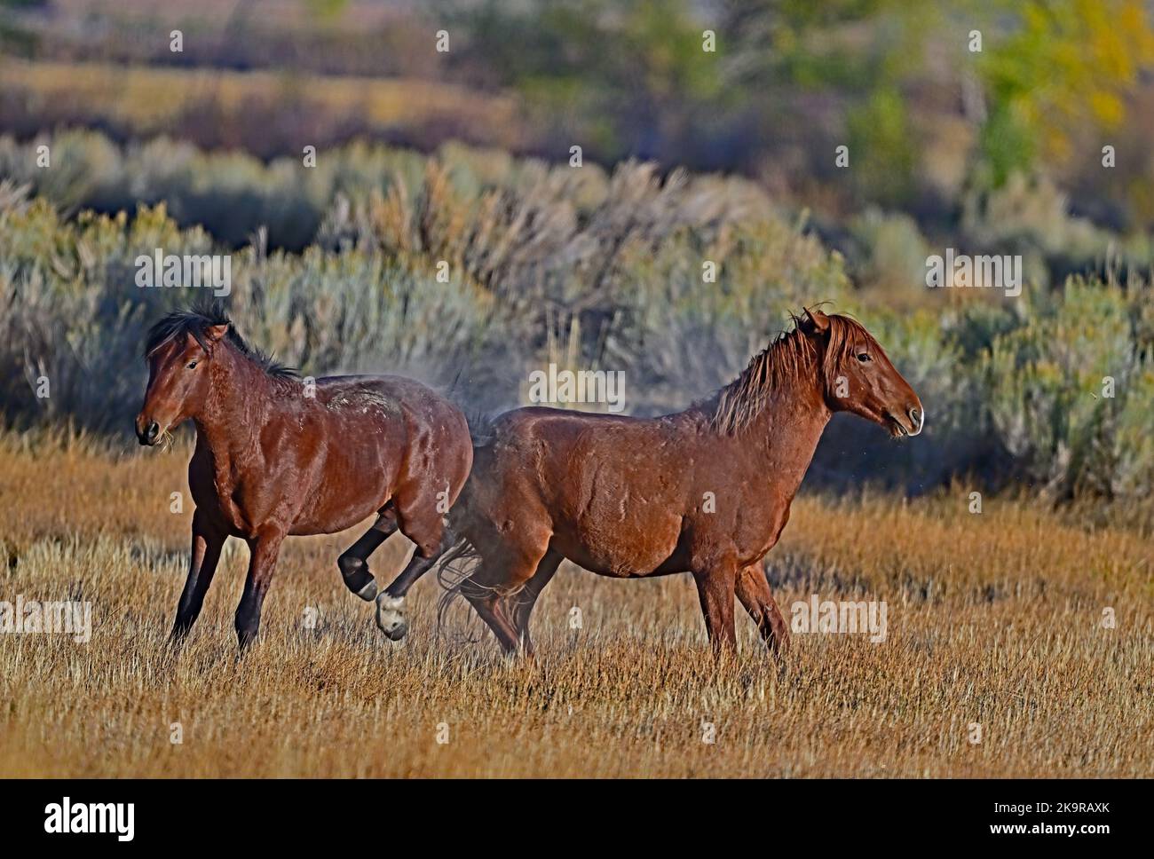 Wild Horse in Action - Washoe Lake, Nevada Stock Photo