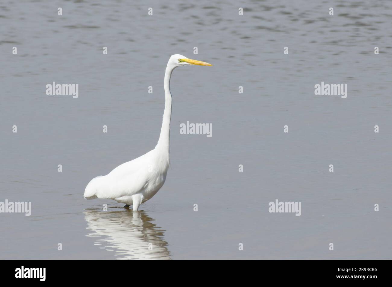Great Egret, Ardea alba Stock Photo