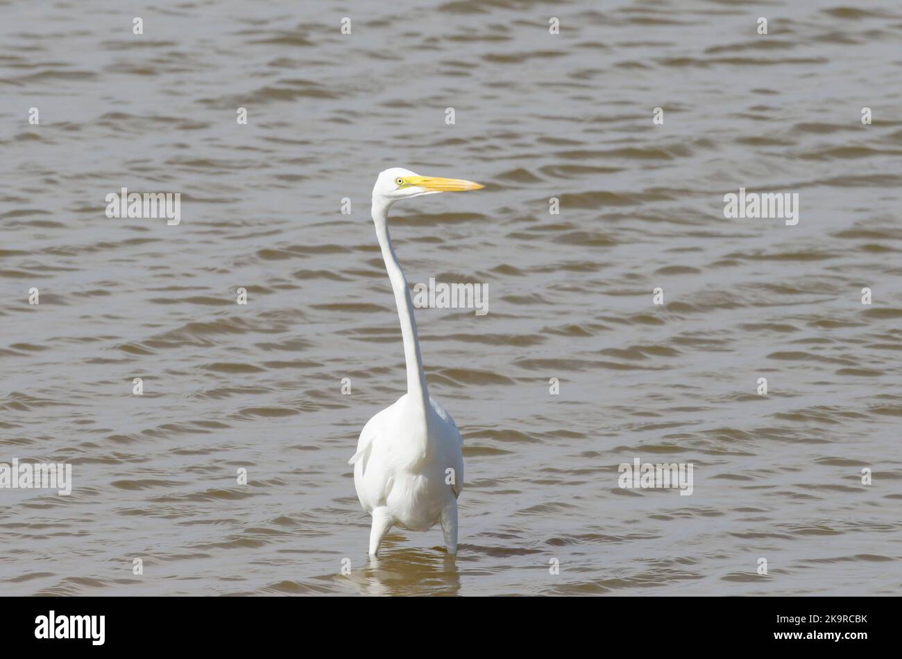 Great Egret, Ardea alba Stock Photo