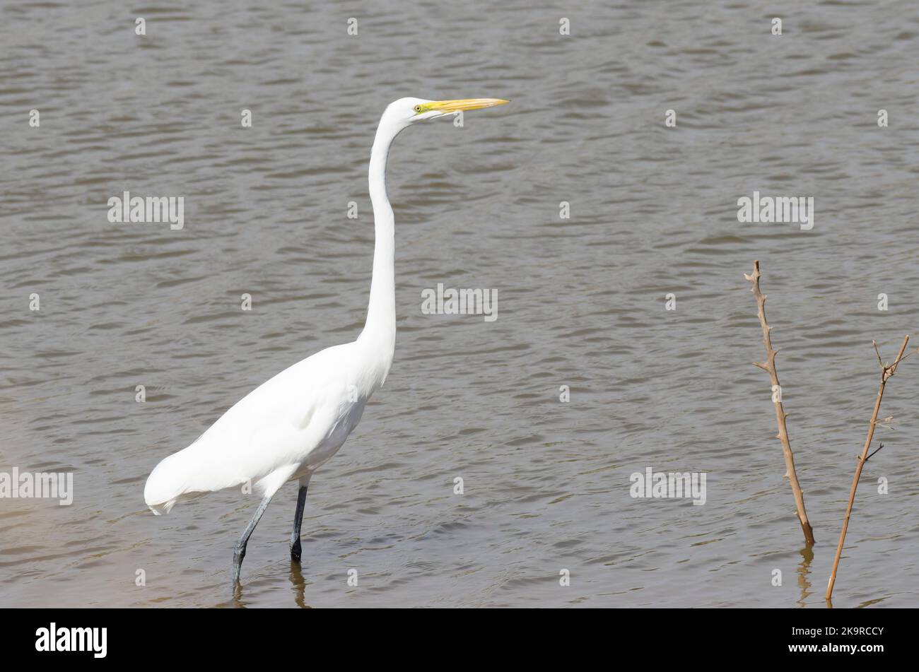 Great Egret, Ardea alba Stock Photo