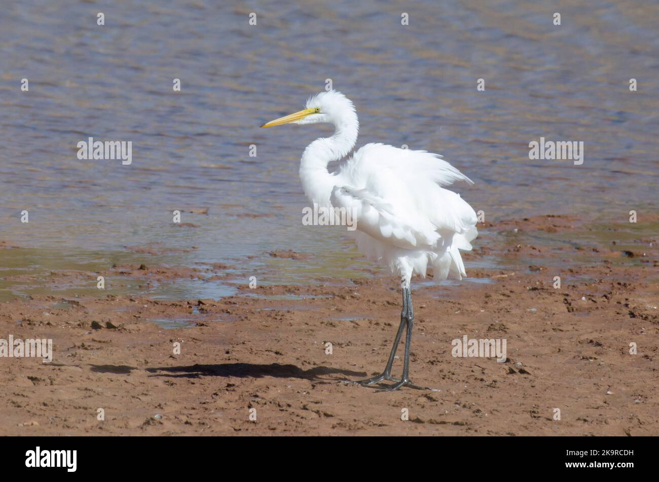 Great Egret, Ardea alba, fluffing feathers Stock Photo