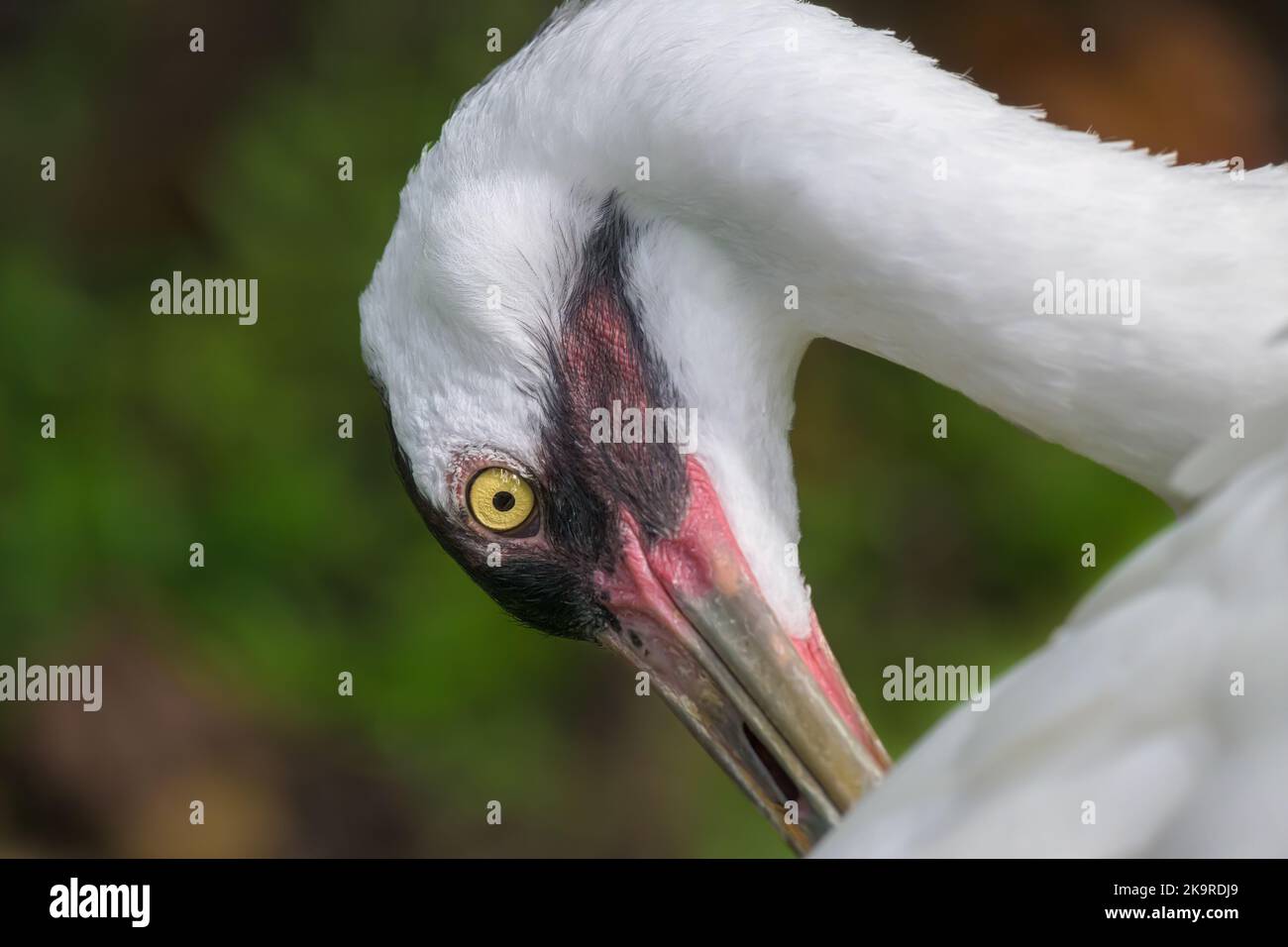 Close-up head shot photography of a whooping crane. Selective focus on eye. Stock Photo