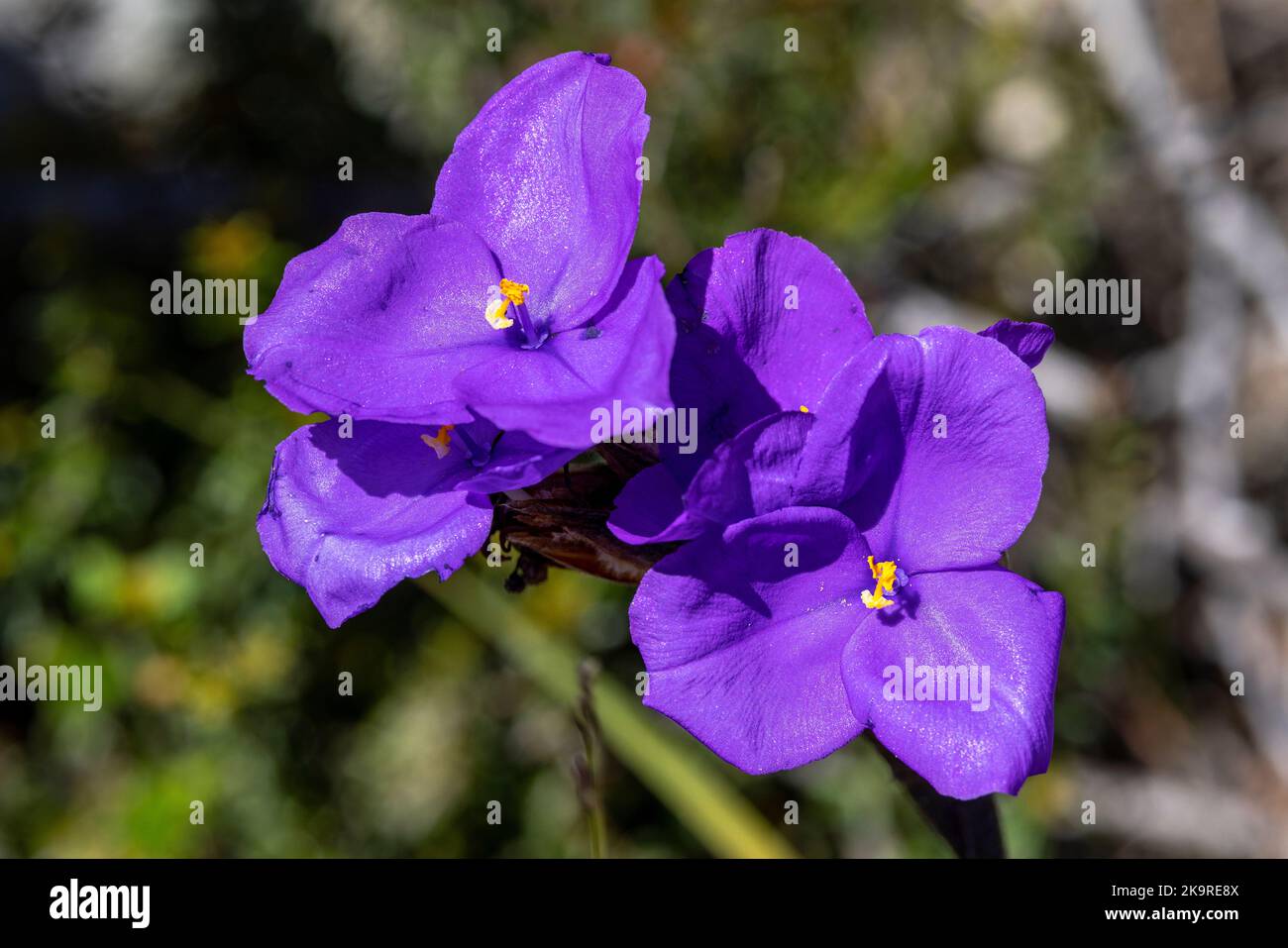 Australian native Silky Purple Flag Stock Photo