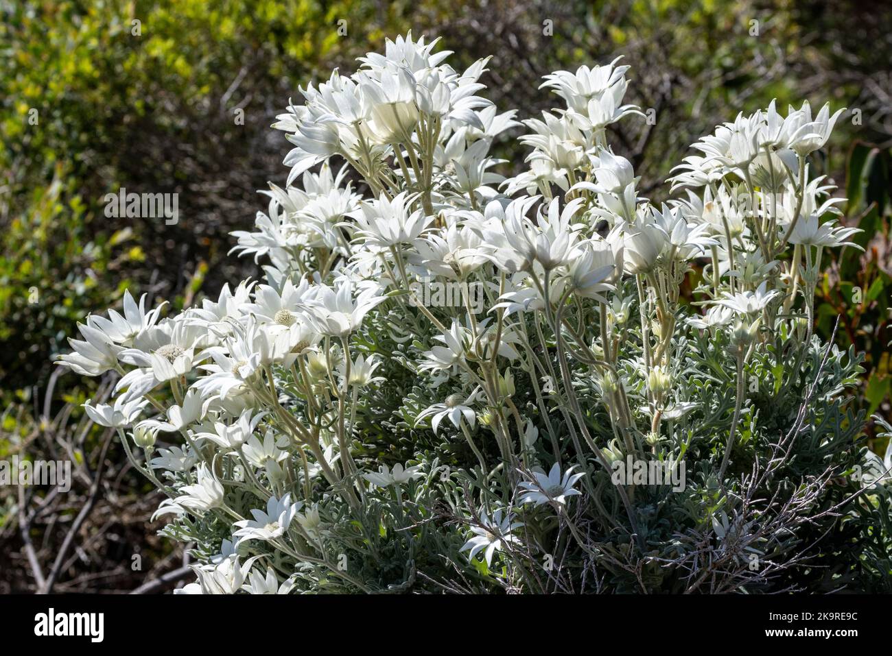 Australian native Flannel Flower plants in blossom Stock Photo Alamy