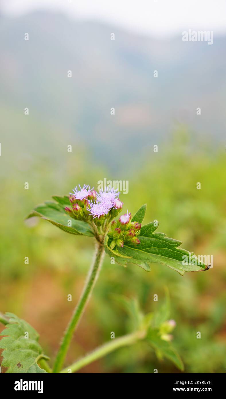 Billygoat weed branch with mauve flowers Stock Photo