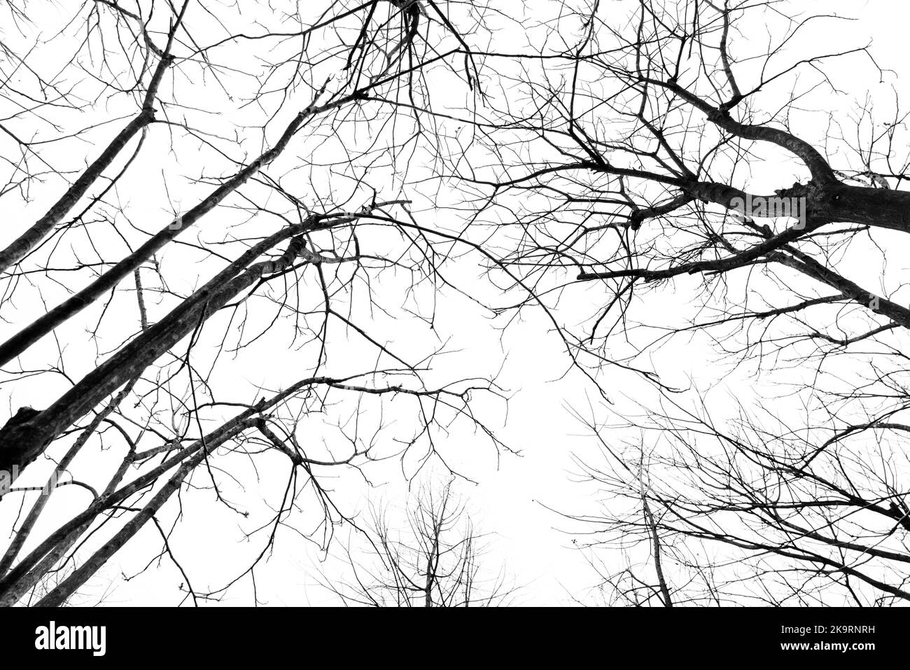 Looking up through a leafless trees silhouettes over winter sky Stock Photo