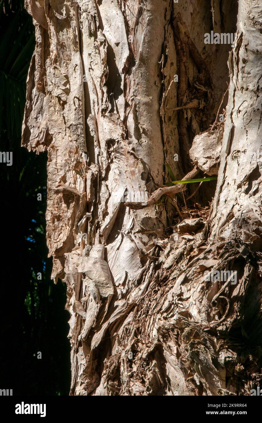 Sydney Australia, bark of a melaleuca styphelioides or prickly-leaved tea tree  is native to eastern Australia. Stock Photo