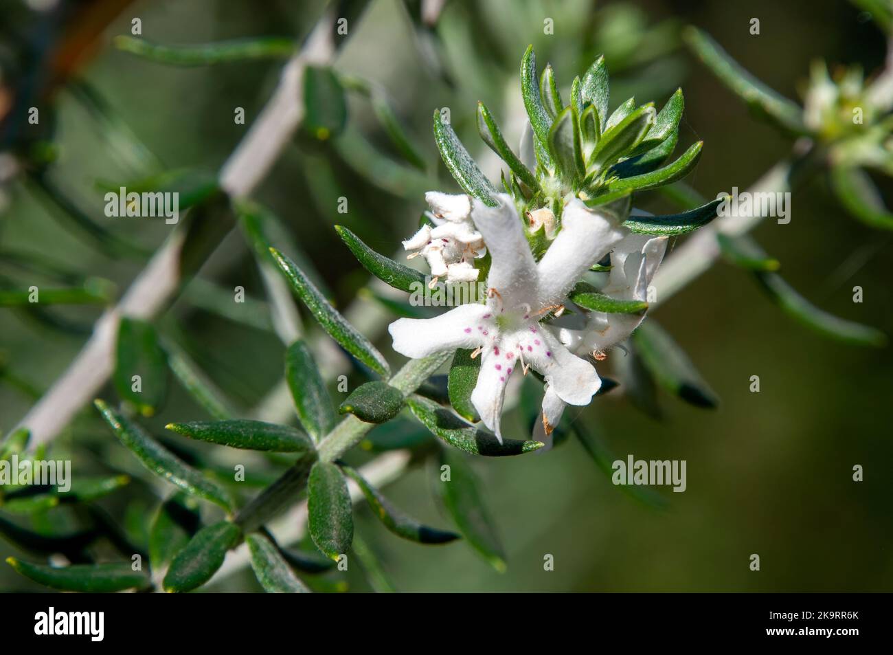 Sydney Australia, stem of coastal rosemary native to eastern australia