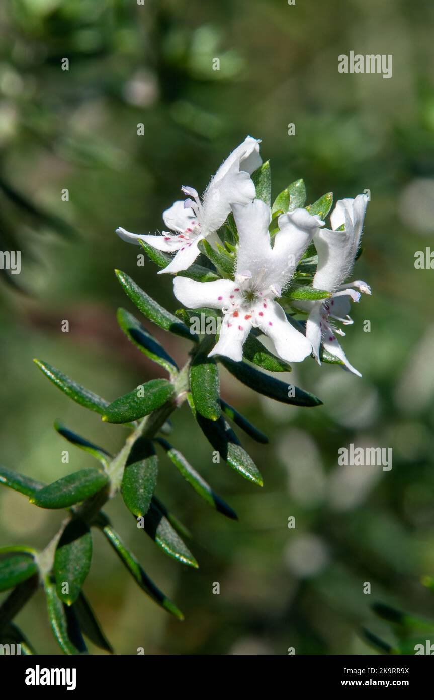 Sydney Australia, stem of coastal rosemary native to eastern australia