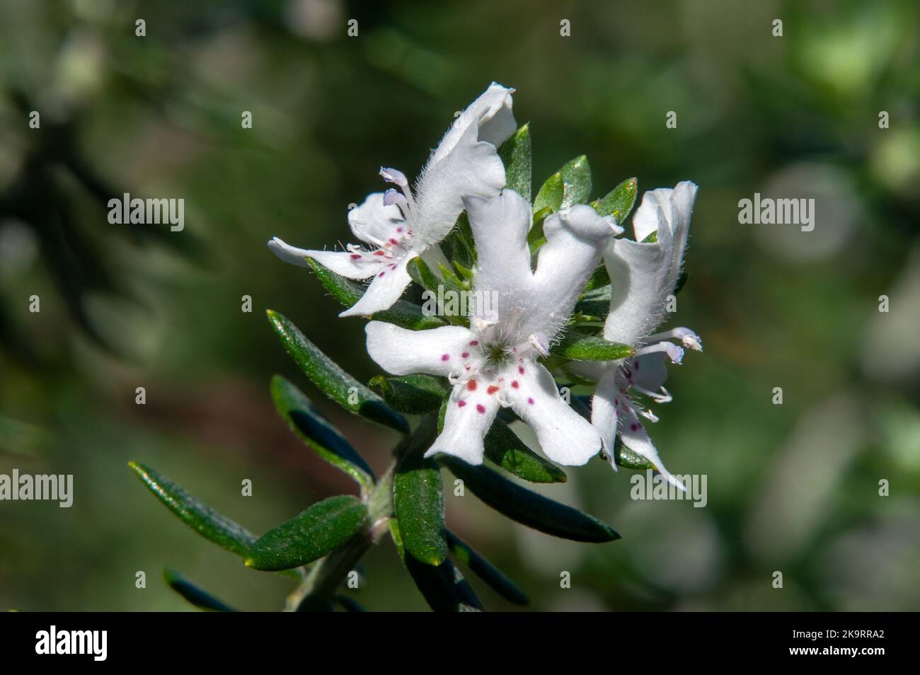 Sydney Australia, stem of coastal rosemary native to eastern australia Stock Photo