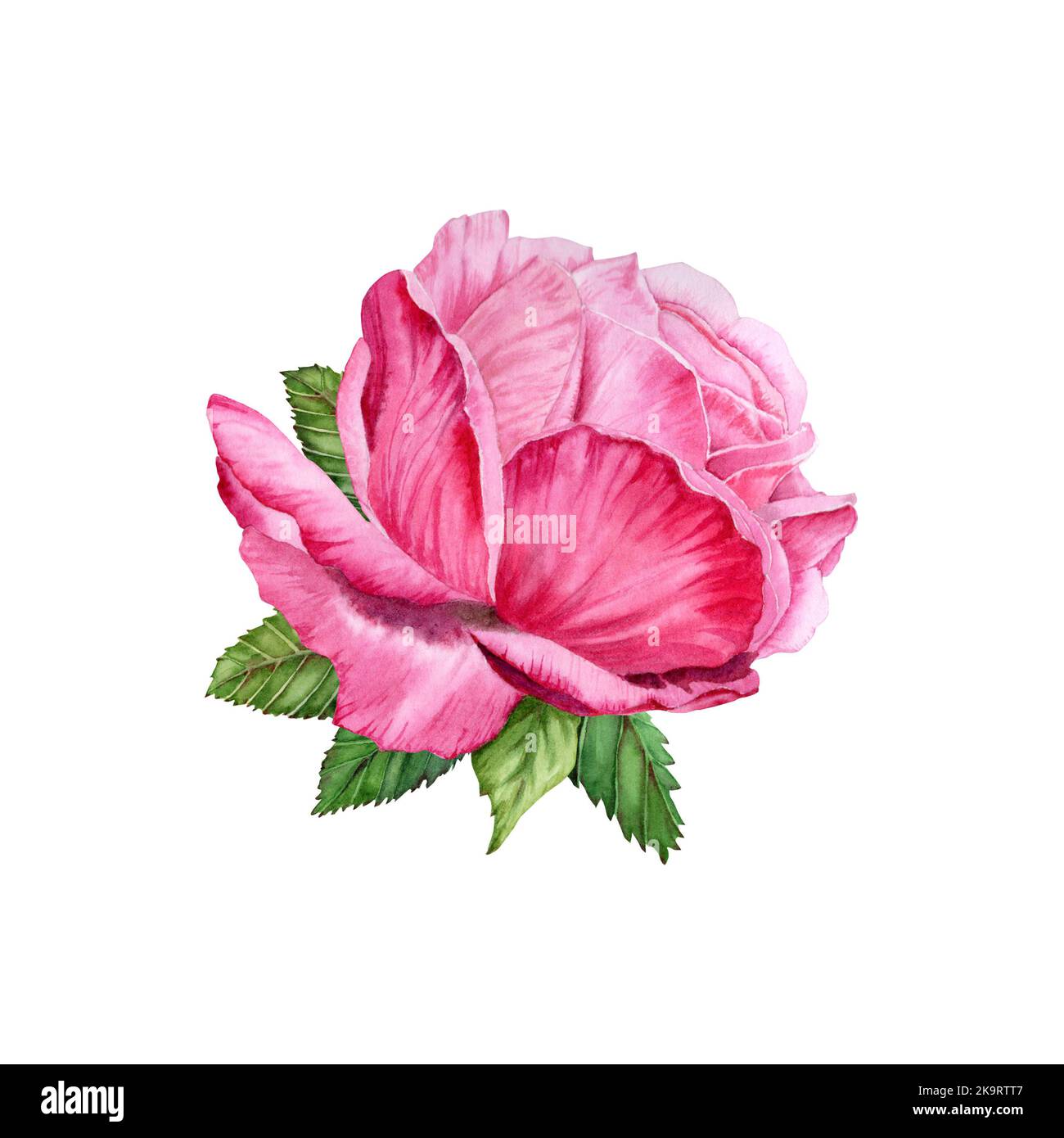 Watercolor Rose floral illustration. Hand drawn pink flower with green ...