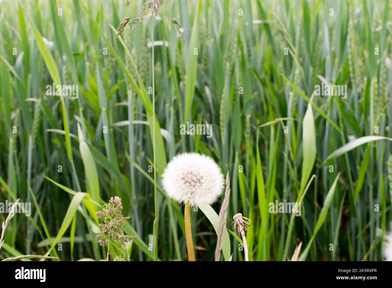 one white shoe on a green field Stock Photo - Alamy