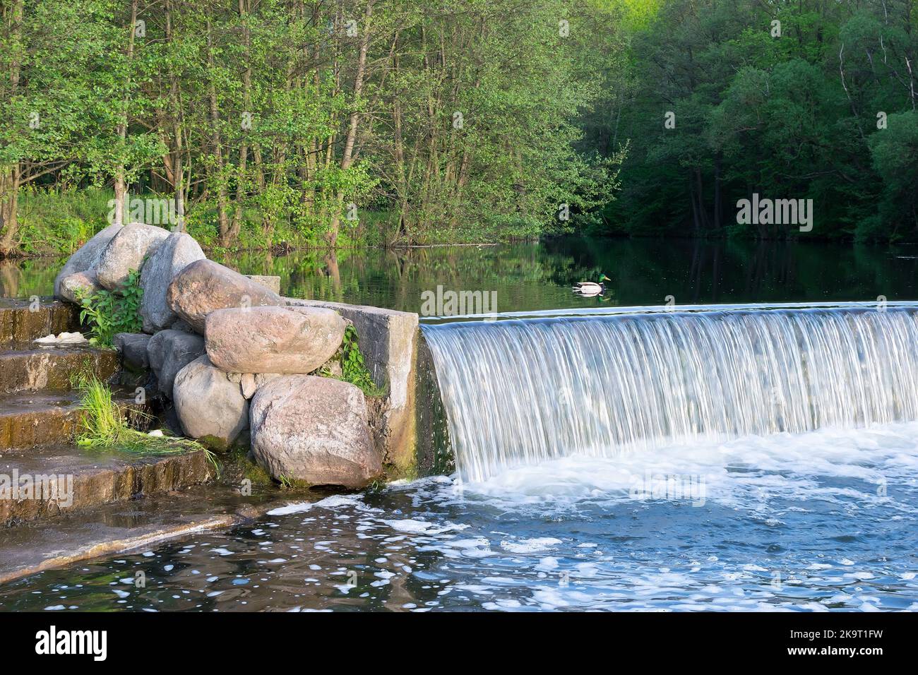 Tree stone leaves energy hi-res stock photography and images - Alamy
