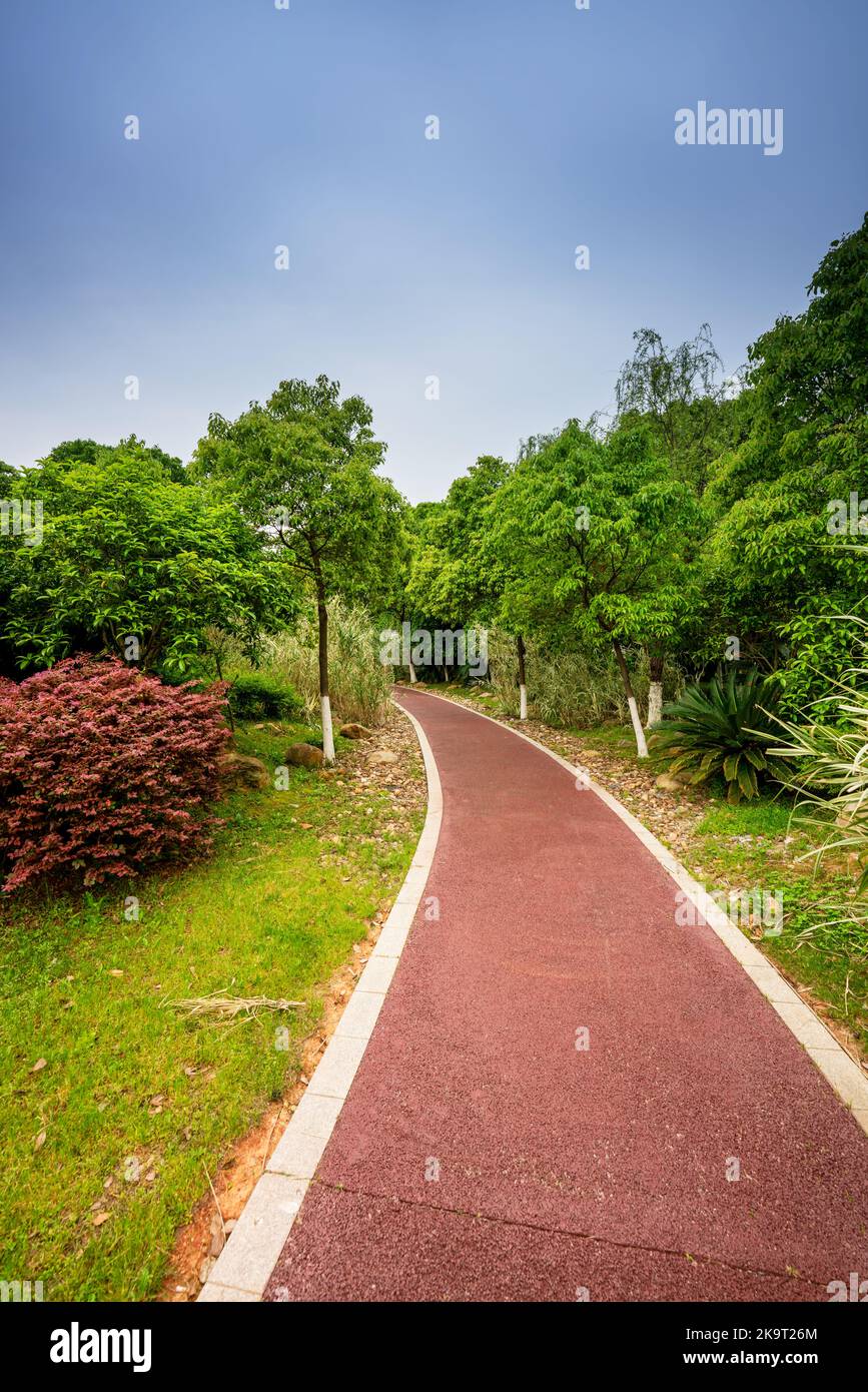 Walking path in forest. Walking path in woods Stock Photo - Alamy