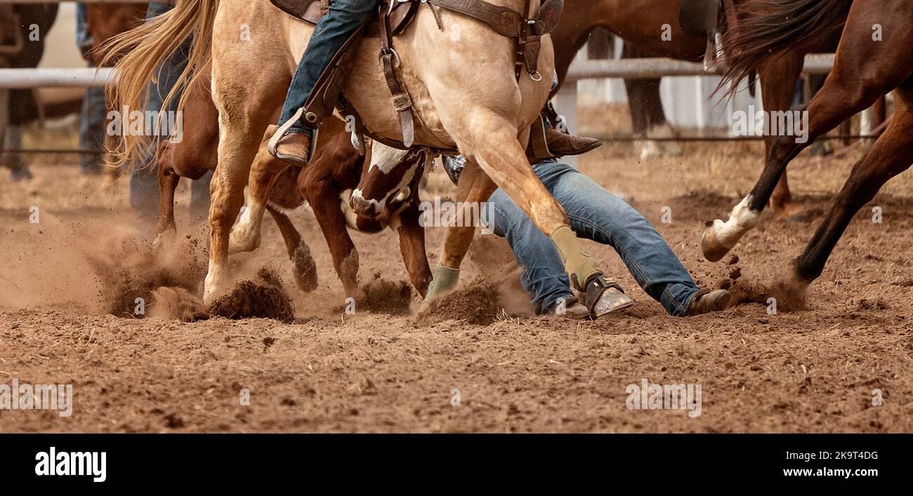 Cowboy wrangles a calf to the ground in a calf roping event at an ...