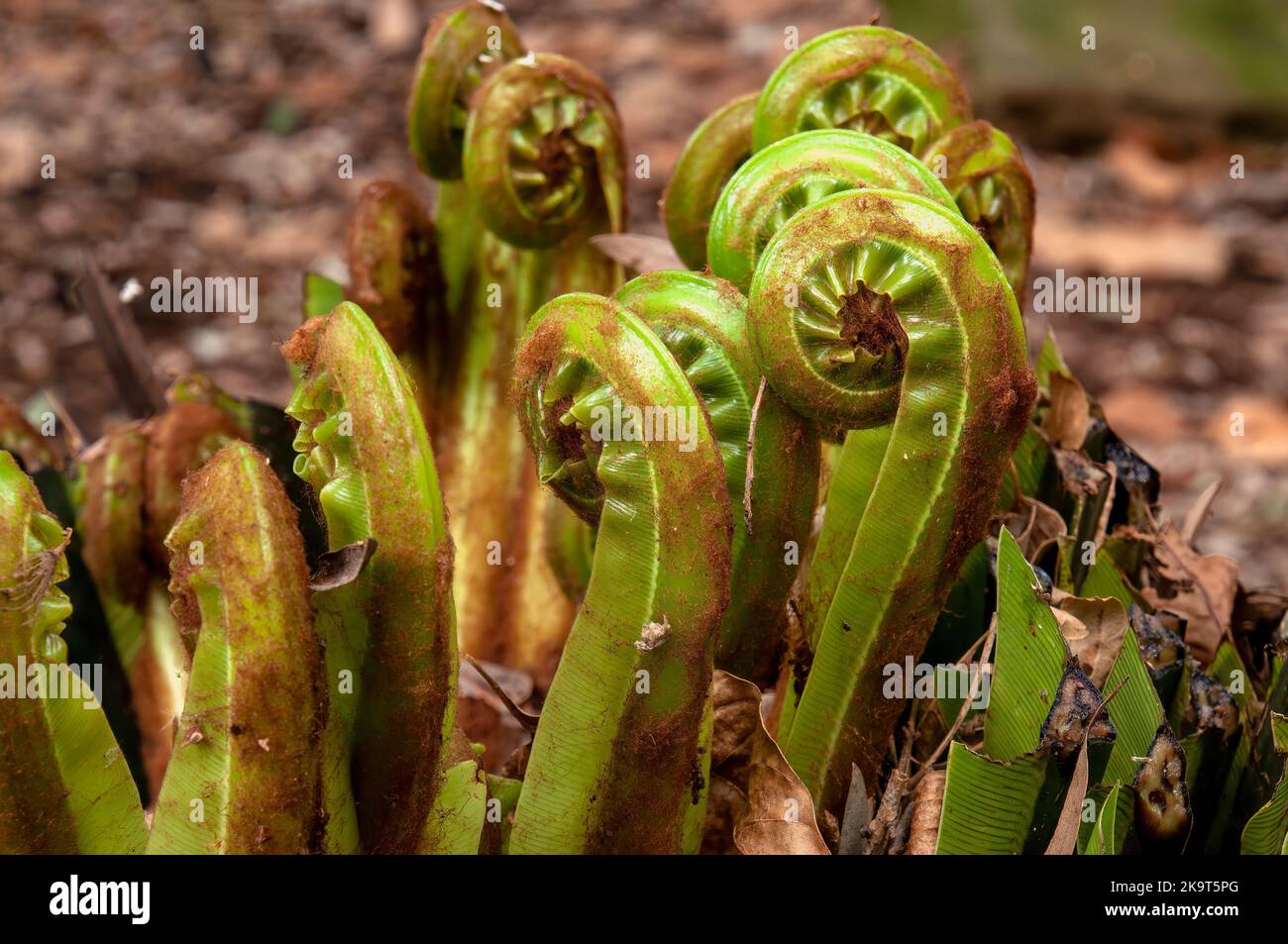 Sydney Australia, new growth of a asplenium australasicum or bird's nest fern in sunlight Stock Photo