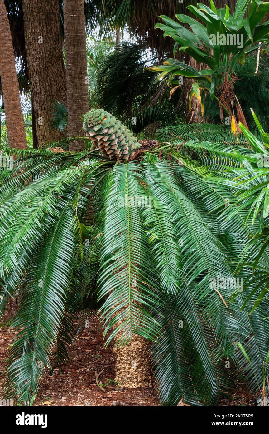 Sydney Australia, lepidozamia peroffskyana or pineapple zamia a native plant of Australia in garden Stock Photo