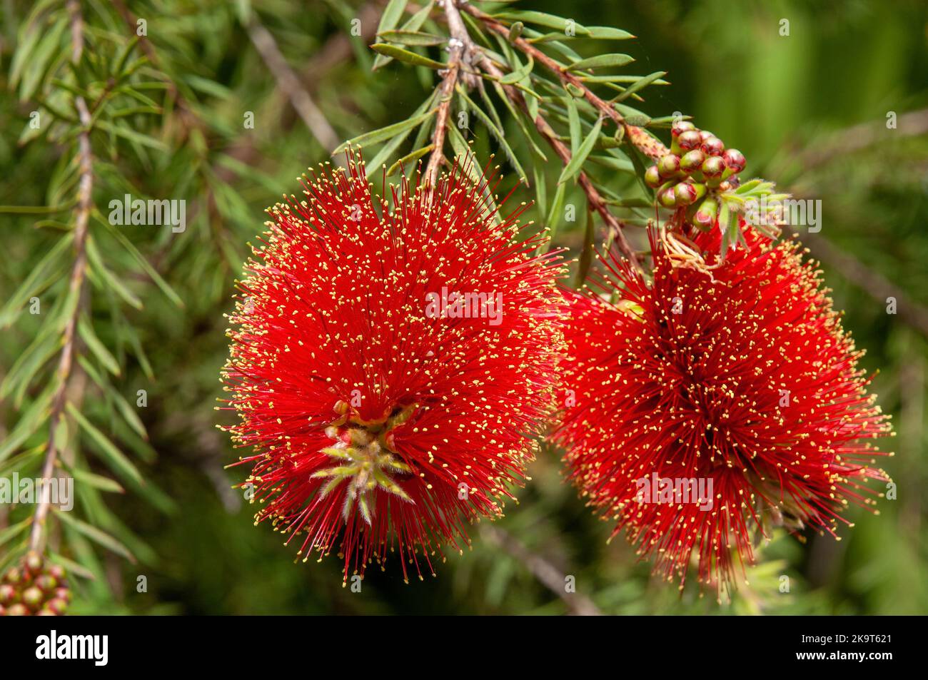 Sydney Australia, melaleuca pearsonii also known as blackdown bottlebrush flowers are red, tipped with yellow Stock Photo